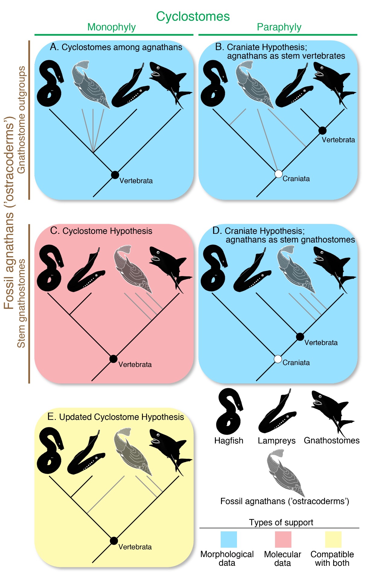 phylogenetic tree vertebrates